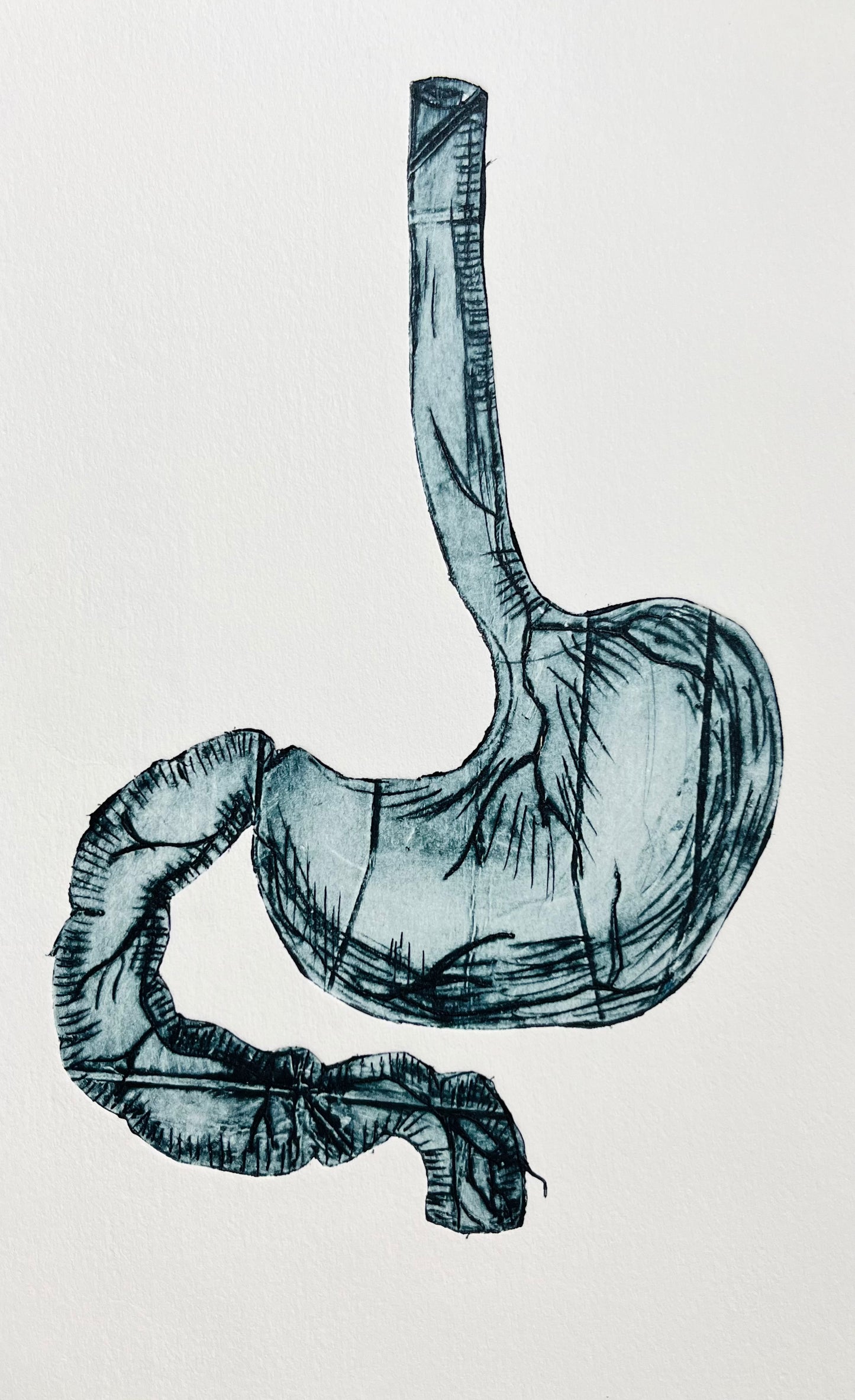 Ventriculus/Stomach